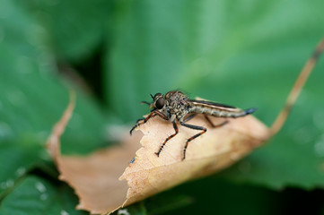 Insect gad horse fly