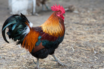 rooster