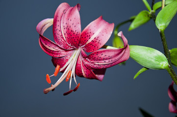lily