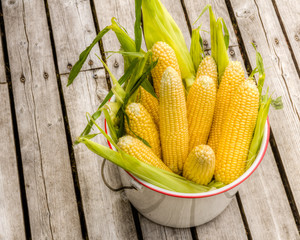 Bucket of fresh yellow sweet corn