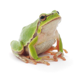 Tree frog