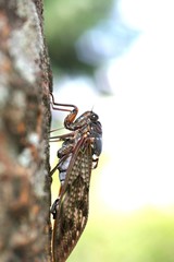 木の停まるアブラゼミ