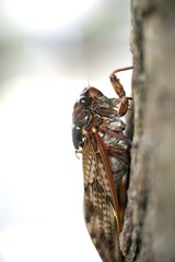 木の停まるアブラゼミ