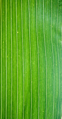 corn leaf background