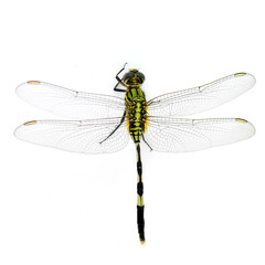 Green Tiger Skimmeri dragonfly