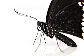 Fototapeta na wymiar Black butterfly