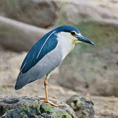 Black-crowned Night Heron