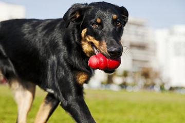 Beauceron / Australian Shepherd Dog with Toy at the Park