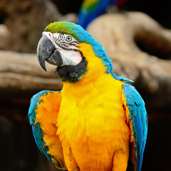 Blue and Gold Macaw