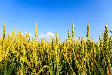 Obraz premium agricultural field