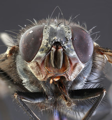 Housefly Macro