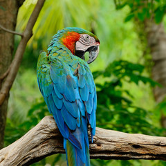Harlequin Macaw