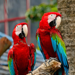 Greenwinged Macaw