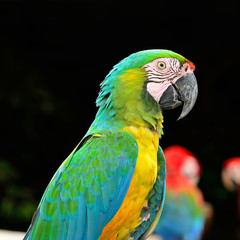 Harlequin Macaw