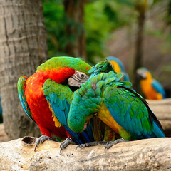Harlequin Macaw