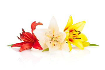 Obraz na płótnie Canvas Colorful lily flowers