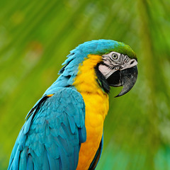 Blue and Gold Macaw