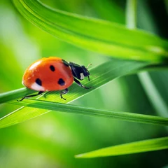 Foto op Plexiglas Lieveheersbeestje op gras © Denis Tabler