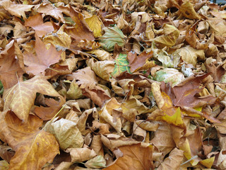 Foglie secche in autunno