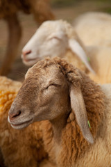 Naklejka premium Young sheep in farm