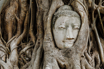 Head of Buddha in a tree trunk, Wat Mahathat