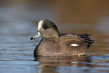 American wigeon, Anas americana