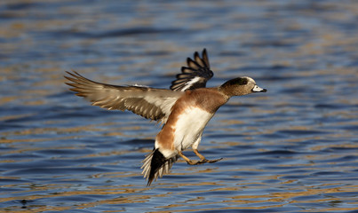 American wigeon, Anas americana
