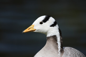 Bar-headed goose, Anser indicus