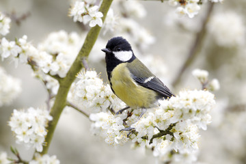 Fototapeta premium Great tit, Parus major, single bird on blossom