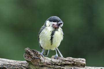 Great tit, Parus major, with growth on head