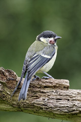 Great tit, Parus major, with growth on head