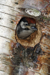 Great-spotted woodpecker, Dendrocopos major,  youngster