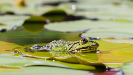 Common Frog (Rana temporaria)