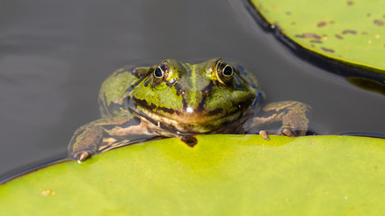 Common Frog (Rana temporaria)