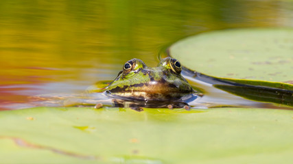 Common Frog (Rana temporaria)