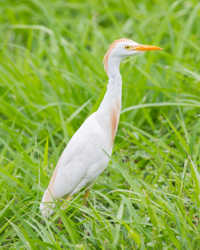 Cattle Egret (Bubulcus Ibis)