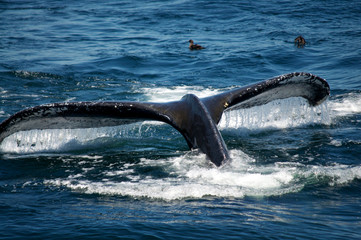 Greetings from the whale