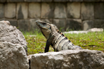 Mexican iguana