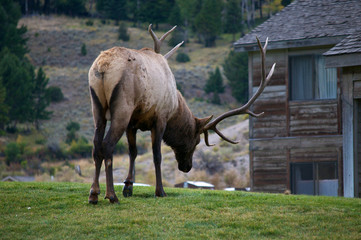 Fototapeta premium Deer in Yellowstone