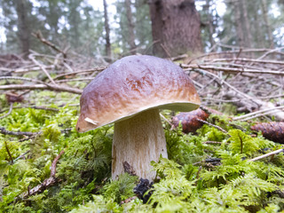 FUNGHI 11