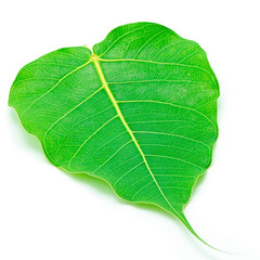 Sacred Fig