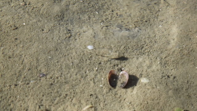 Fish in sea