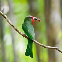 female Red-bearded Bee-eater