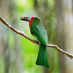 female Red-bearded Bee-eater