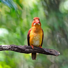 male Ruddy Kingfisher
