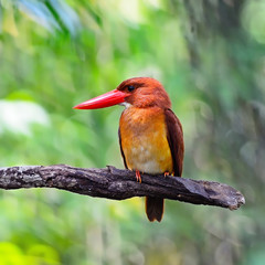 male Ruddy Kingfisher