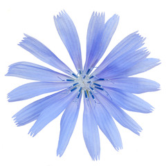 chicory