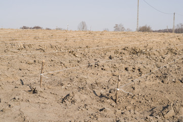 Allotment Plot Organised into Rows.
