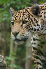 Fototapeta na wymiar Jaguar - Panthera onca