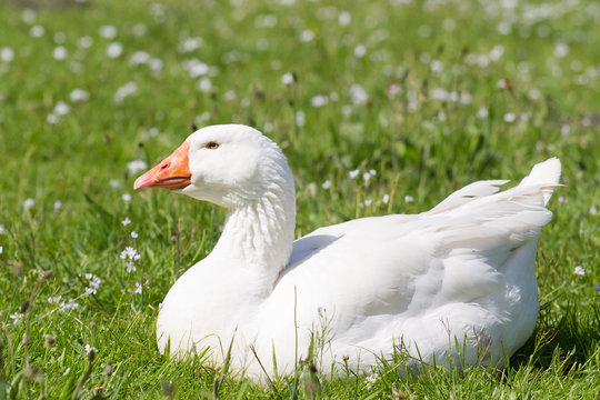 Emden goose resting in the grass